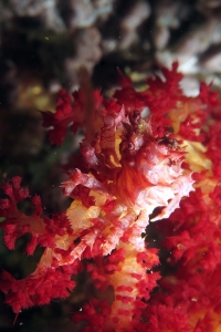 Hoplophrys oatesii, Dendronephthya sp.
