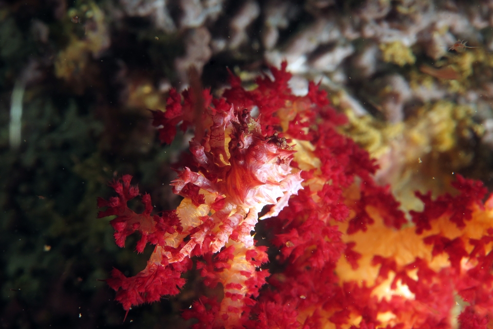 Hoplophrys oatesii, Dendronephthya sp.