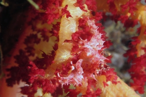 Hoplophrys oatesii, Dendronephthya sp.