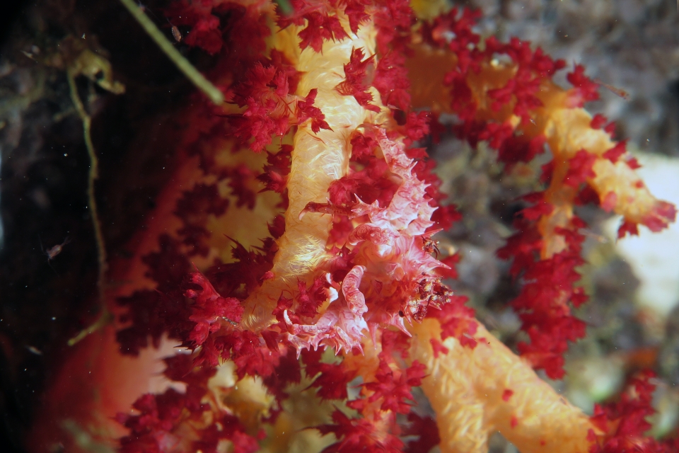 Hoplophrys oatesii, Dendronephthya sp.