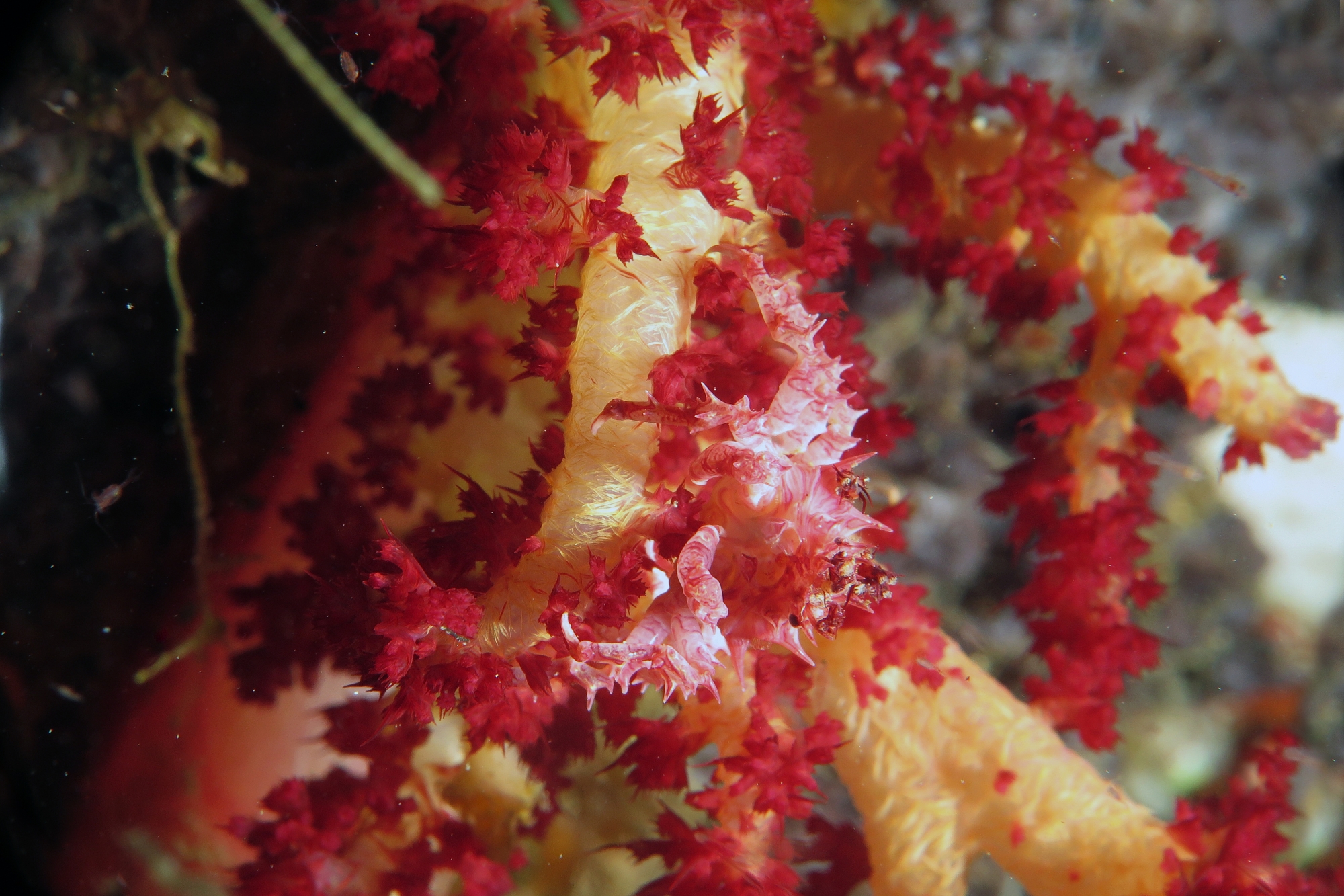Hoplophrys oatesii, Dendronephthya sp.