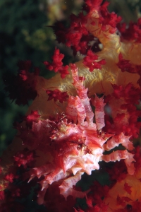 Hoplophrys oatesii, Dendronephthya sp.