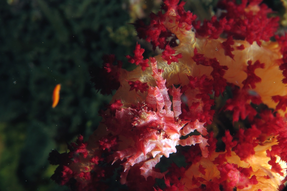 Hoplophrys oatesii, Dendronephthya sp.