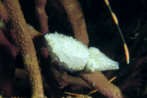 Seiche naine cf. Sepia bandensis