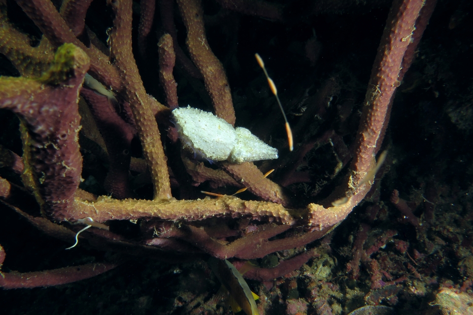 Seiche naine cf. Sepia bandensis