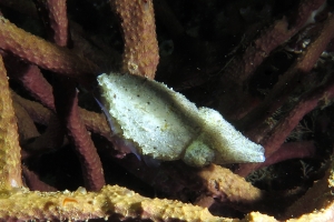 Seiche naine cf. Sepia bandensis