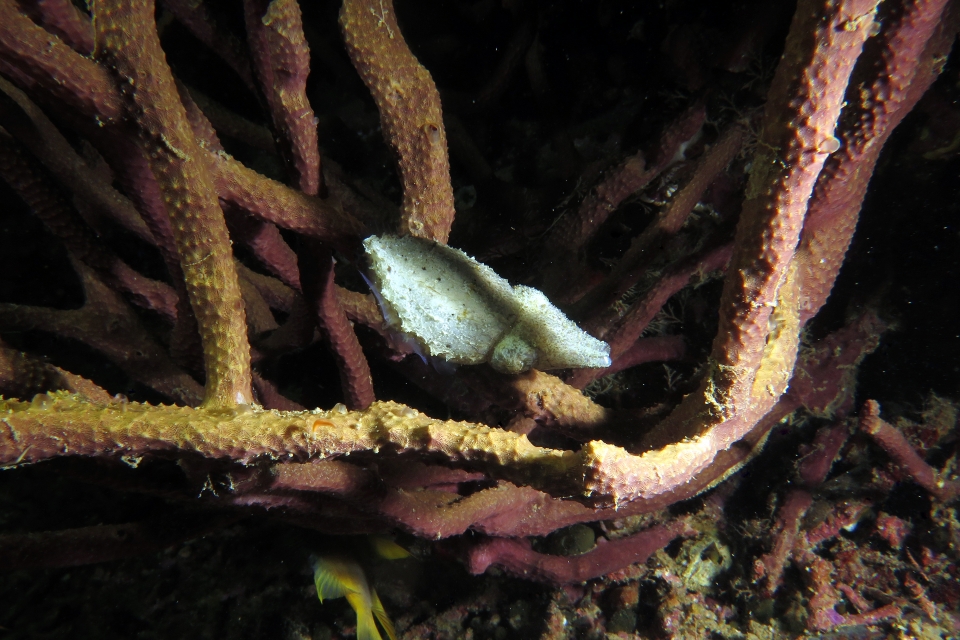 Seiche naine cf. Sepia bandensis