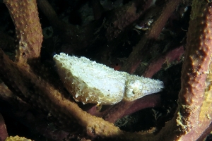 Seiche naine cf. Sepia bandensis