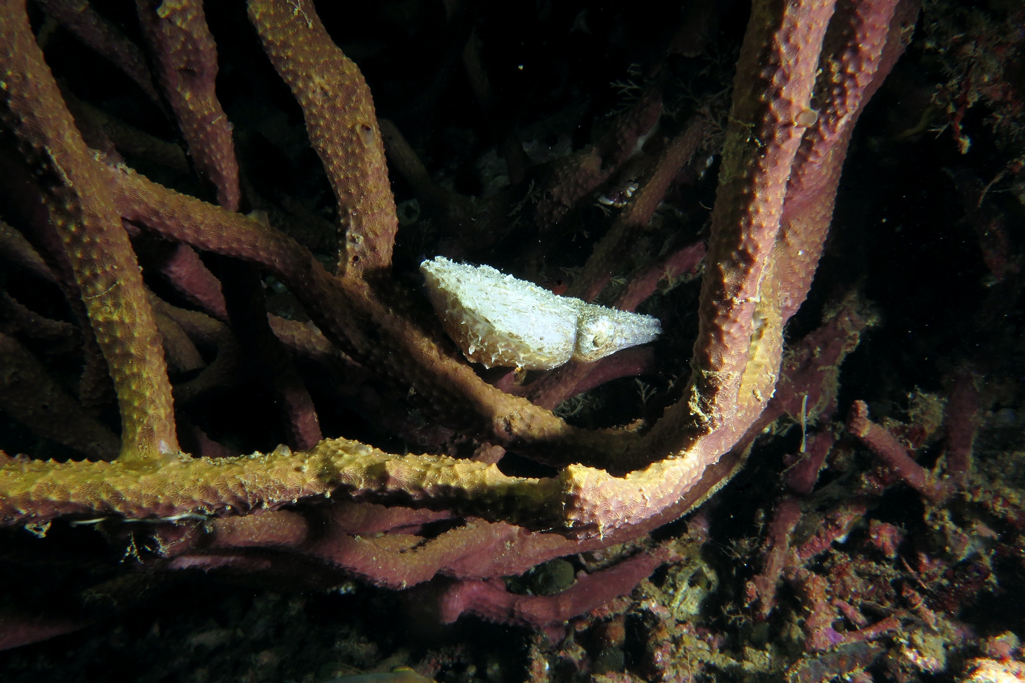 Seiche naine cf. Sepia bandensis