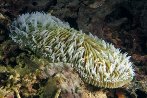 Ctenactis crassa ou Ctenactis echinata