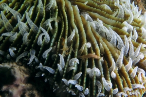 Ctenactis crassa ou Ctenactis echinata