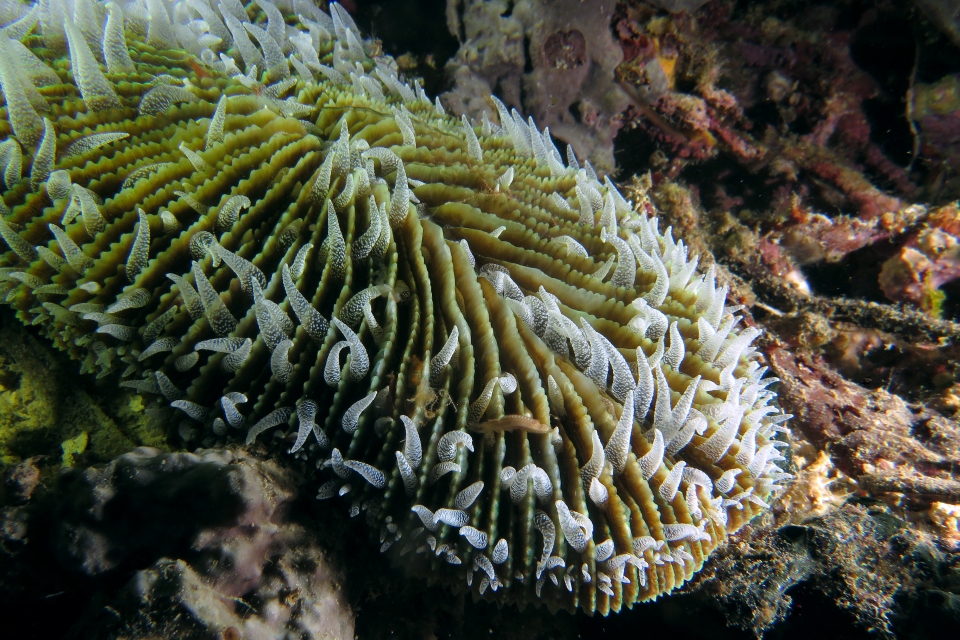 Ctenactis crassa ou Ctenactis echinata