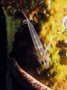 Pleurosicya elongata