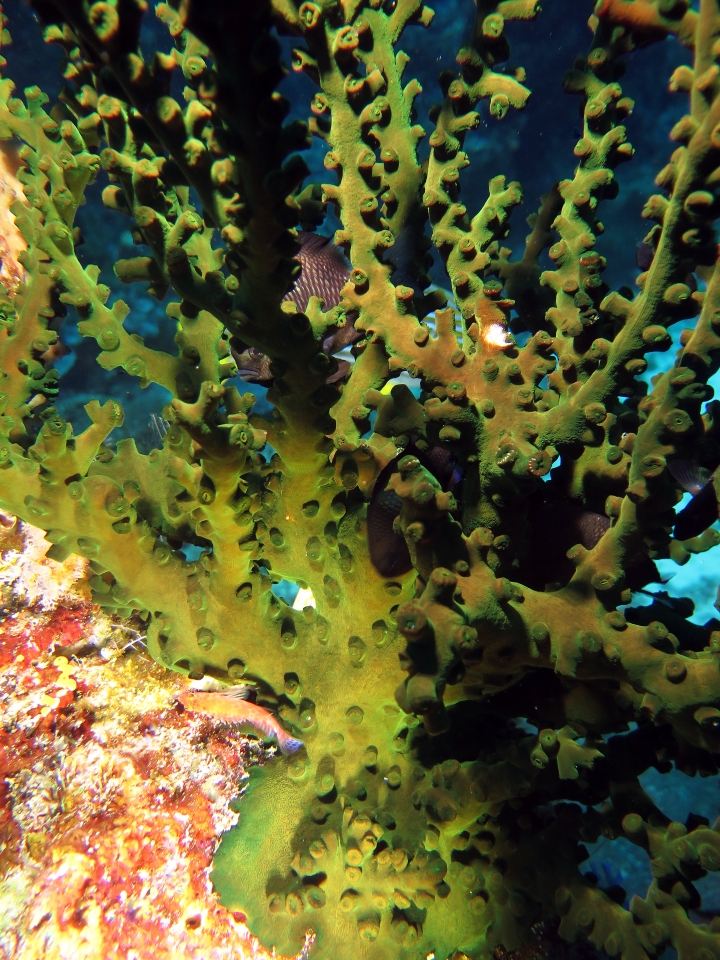 Tubastraea micranthus