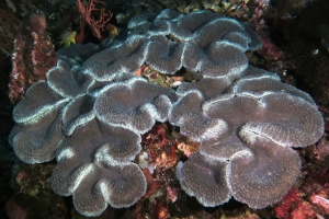 Corail
