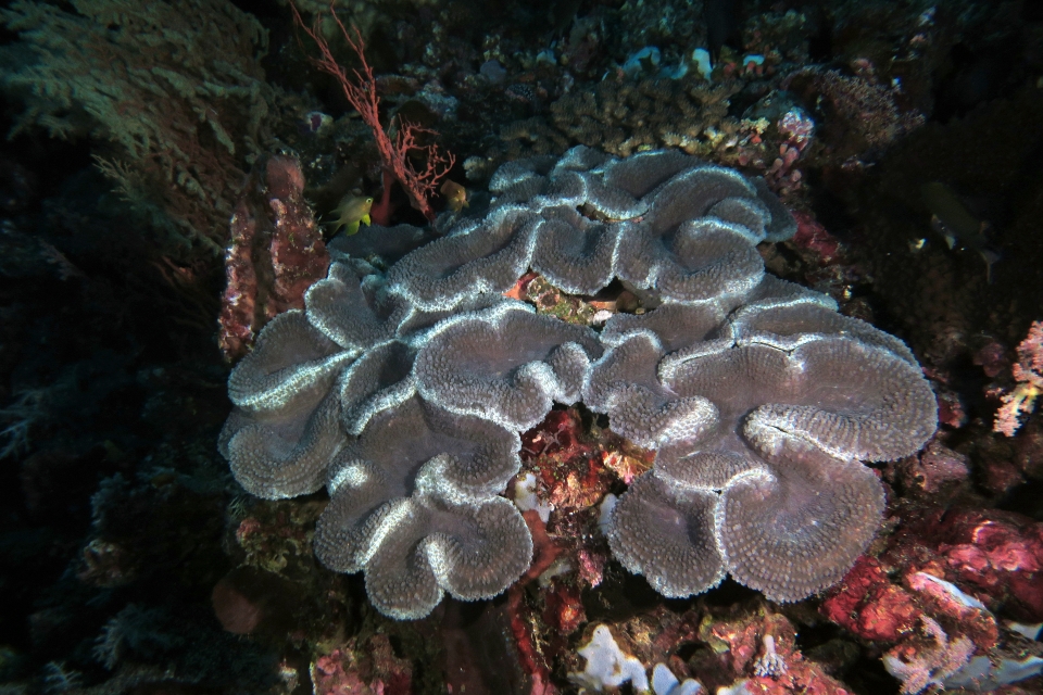 Corail