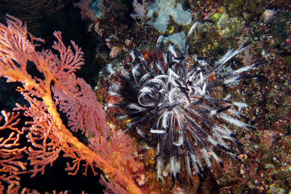 Gorgone cf. Melithaea ochracea, Corail