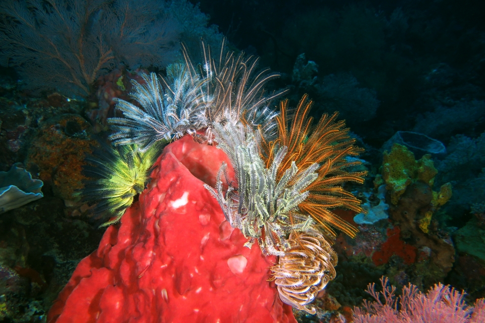 Crinoïdes, Eponge tonneau