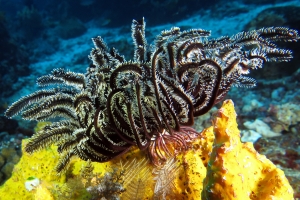 Crinoïde, Eponge