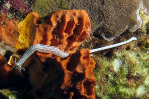 Synaptula lamperti, Eponge