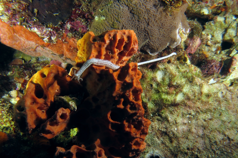 Synaptula lamperti, Eponge