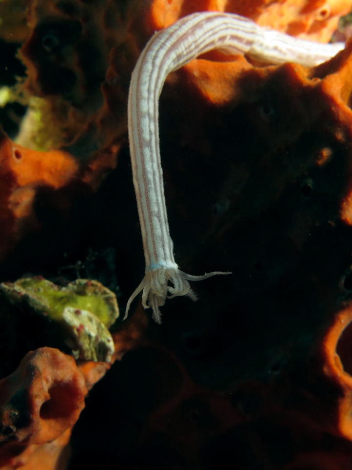 Synaptula lamperti, Eponge