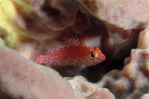 Cirrhitichthys oxycephalus, Eponge