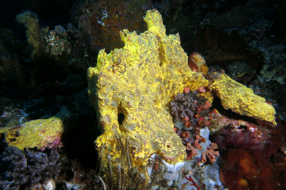 Eponge