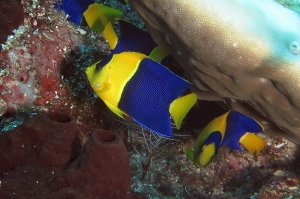 Centropyge bicolor,  Chromis ternatensis, Forcipiger flavissimus, Eponge