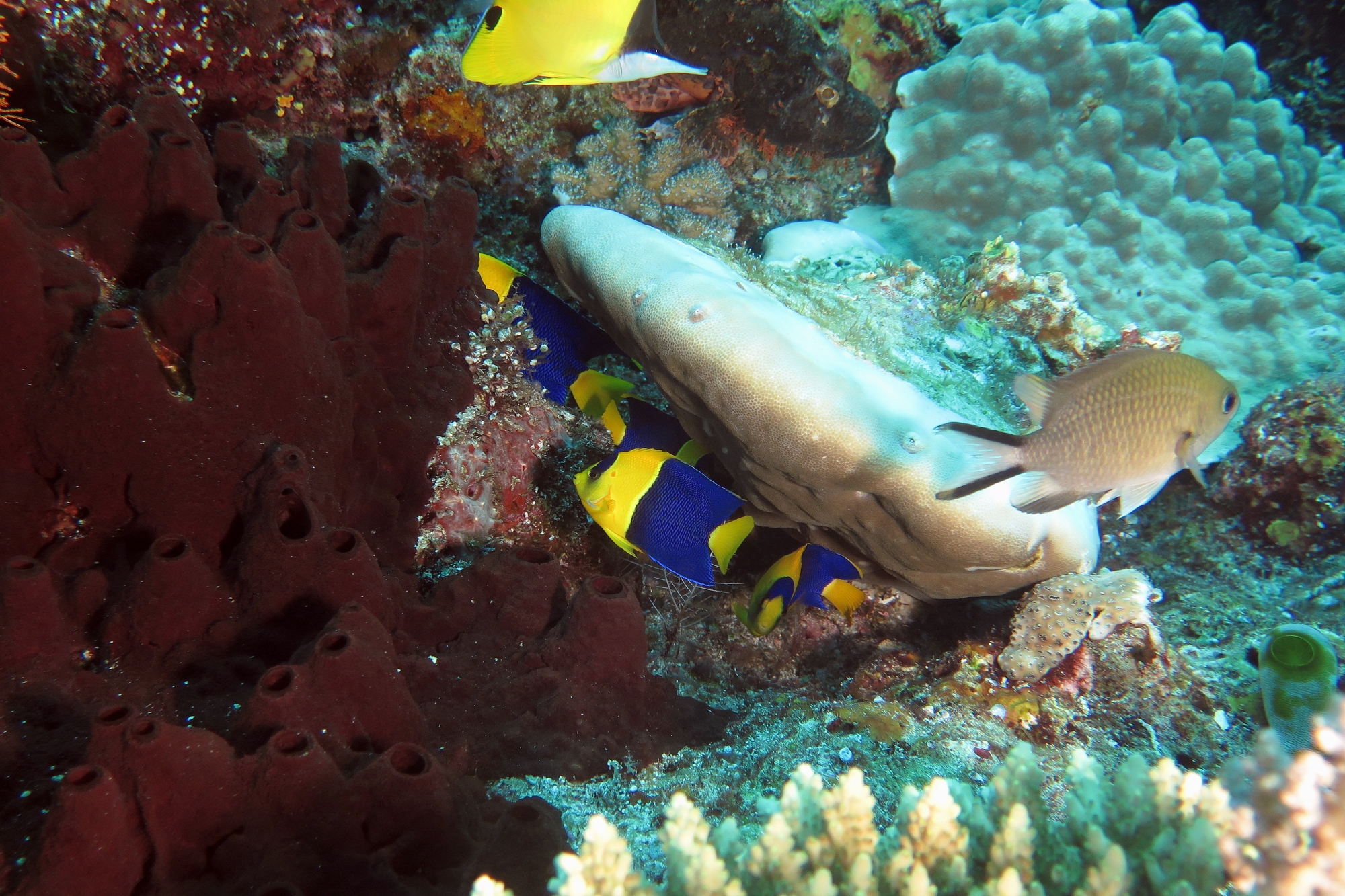 Centropyge bicolor,  Chromis ternatensis, Forcipiger flavissimus, Eponge