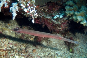Aulostomus chinensis