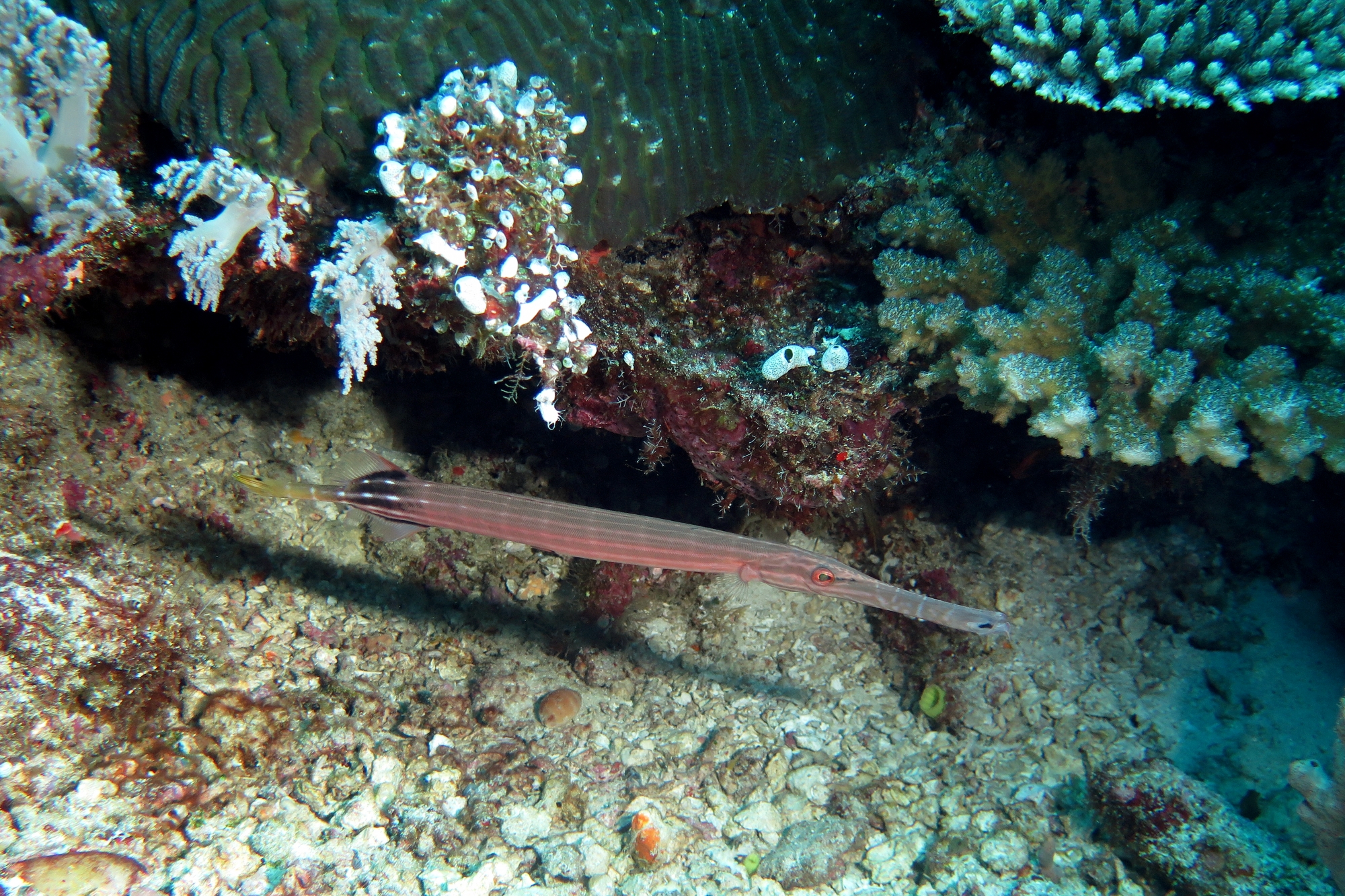 Aulostomus chinensis