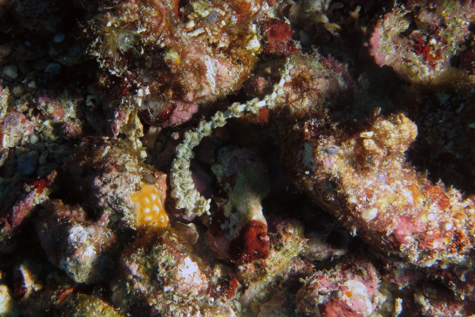 Pteraeolidia semperi
