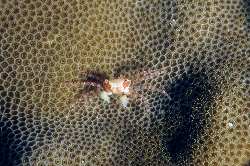 Lybia tessellata, Corail
