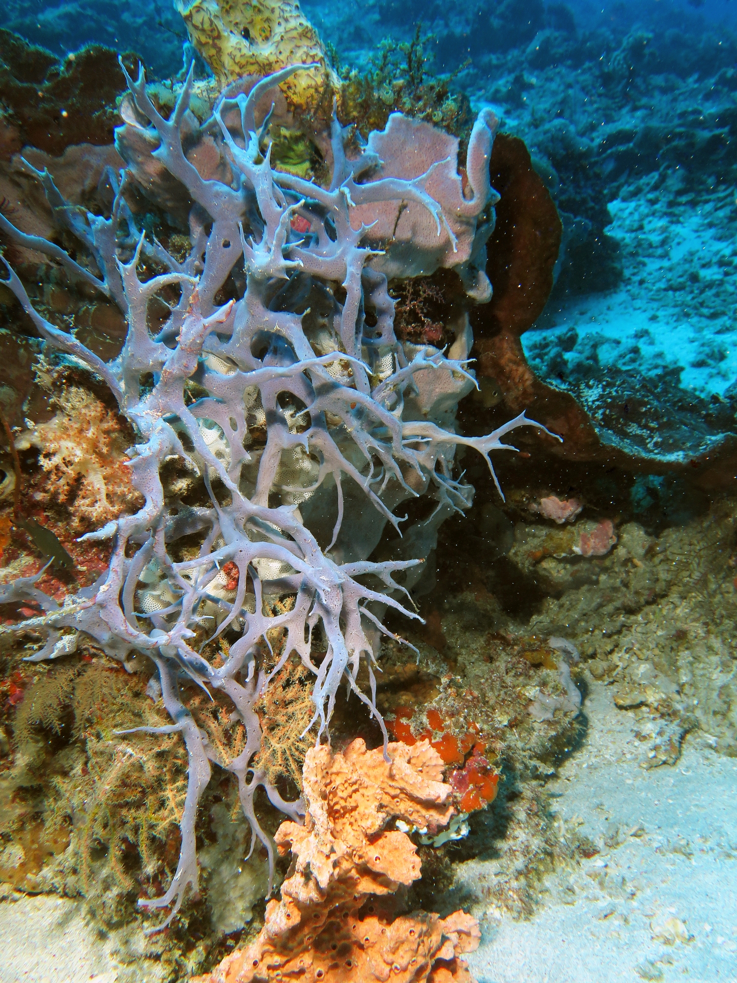 Eponge cf. Haliclona amboinensis