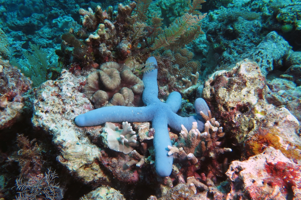 Linckia laevigata