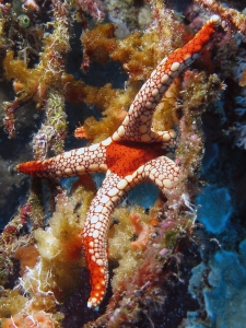 Fromia sp. cf. Fromia monilis