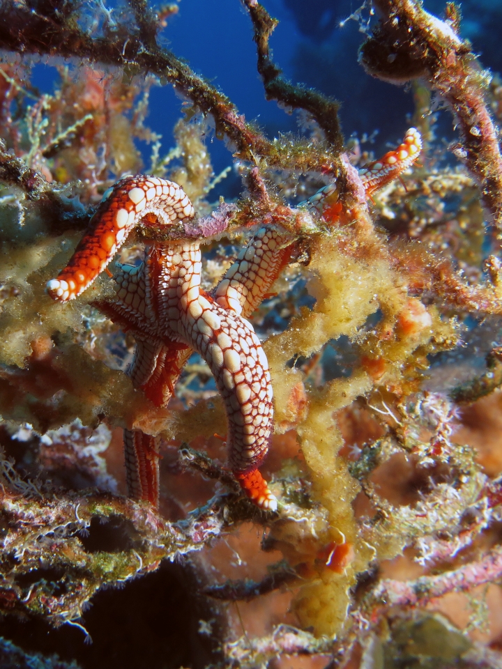 Fromia sp. cf. Fromia monilis
