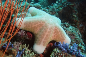 Choriaster granulatus, Ellisella sp., Distichopora violacea