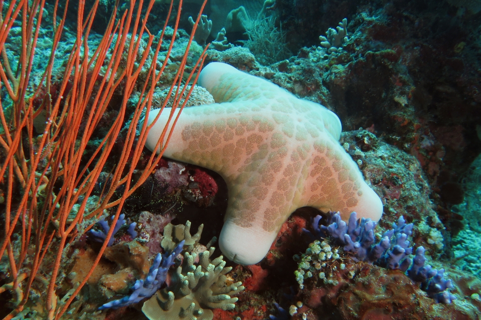 Choriaster granulatus, Ellisella sp., Distichopora violacea