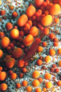 Zenopontonia rex, Culcita novaeguineae