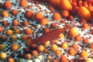 Zenopontonia rex, Culcita novaeguineae