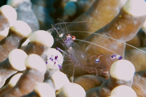 Ancylomenes sarasvati, Heliofungia actiniformis