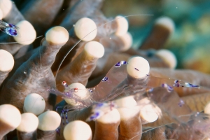 Ancylomenes sarasvati, Heliofungia actiniformis