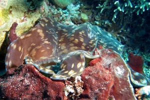 Bénitier