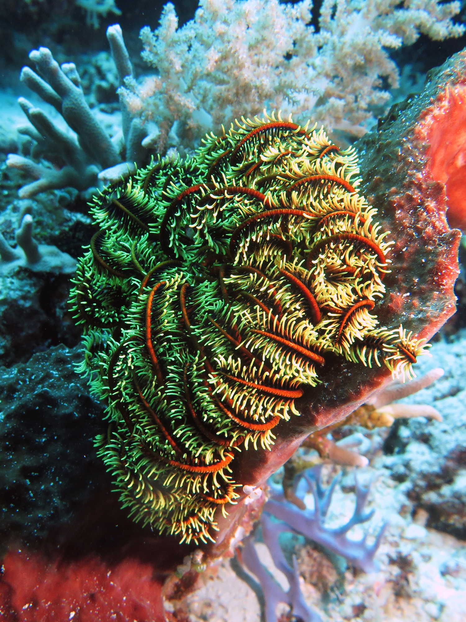 Crinoïde, Eponge