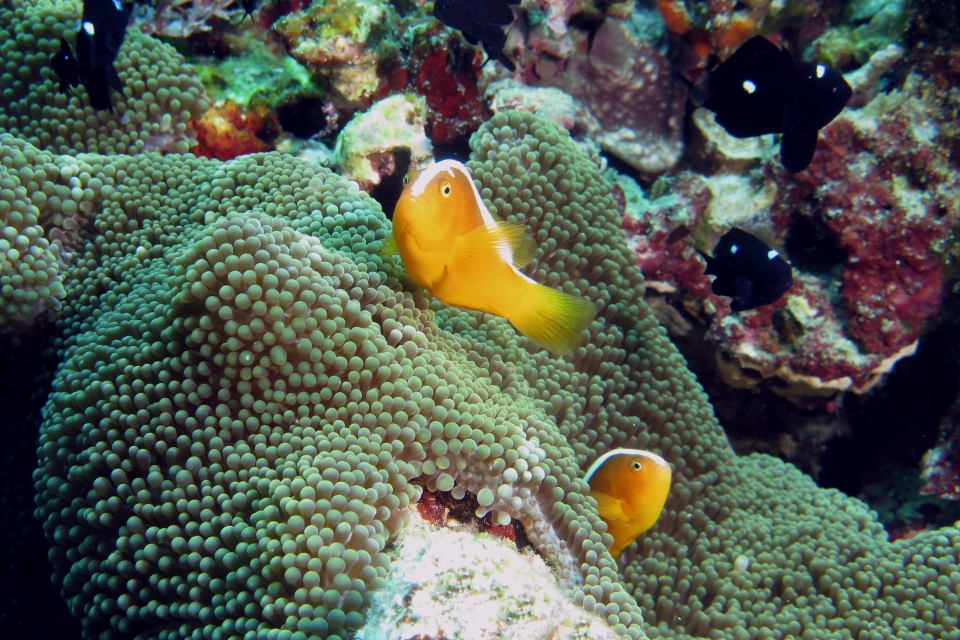 Amphiprion sandaracinos, Dascyllus trimaculatus, Stichodactyla mertensii