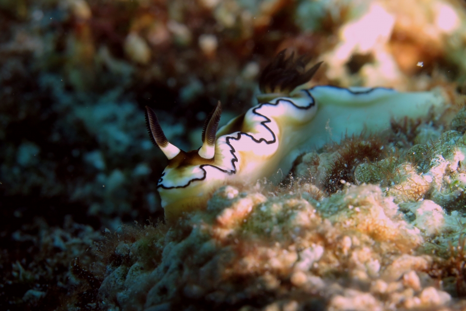 Doriprismatica atromarginata