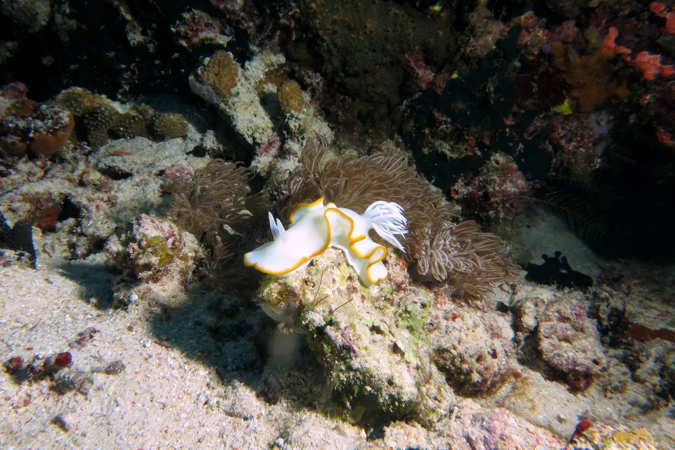 Ardeadoris egretta