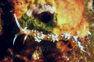 Caloria indica
